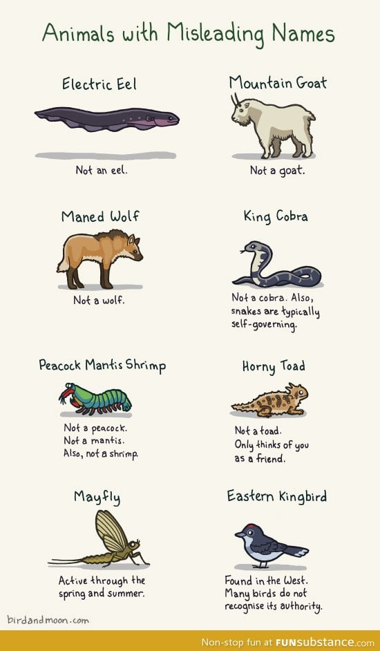 Misleading animals names