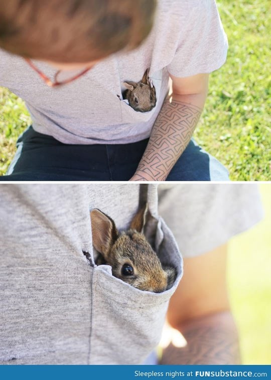 The pocket bunny