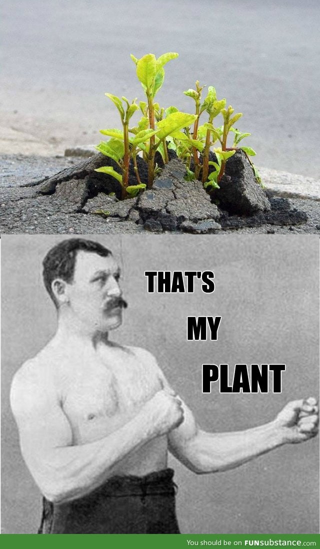 Overly planty plant