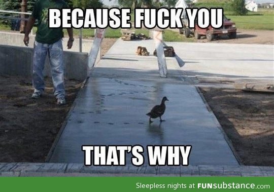 Duck doesn't care