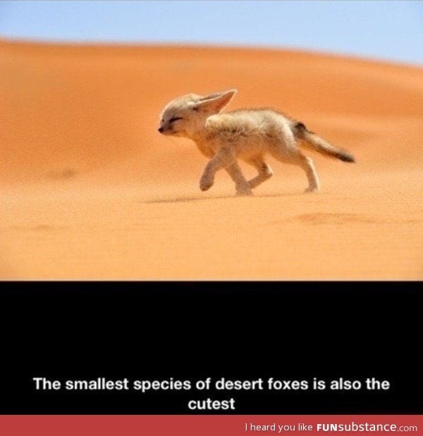 Desert fox