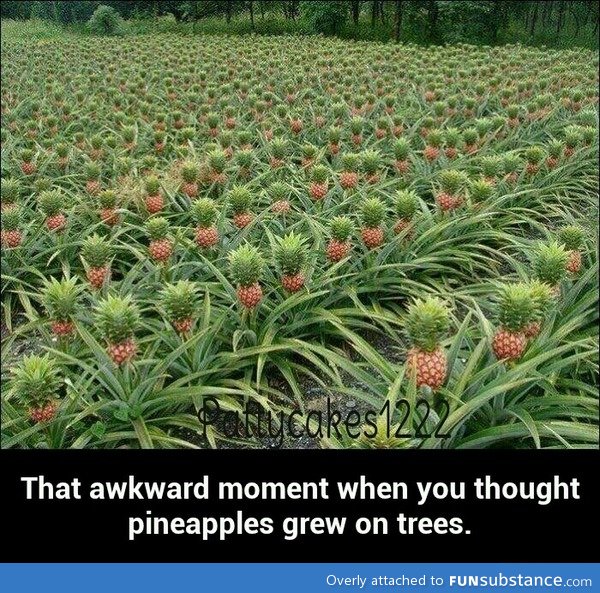 Pineapples