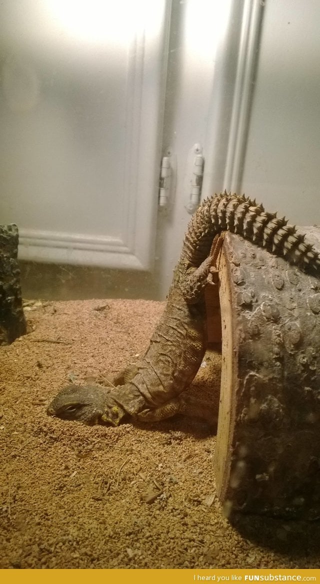 My lizard has given up on life