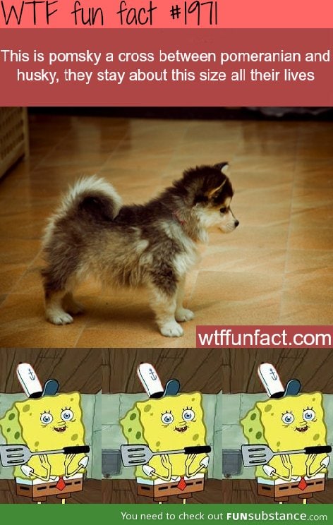 Awww, I Want A Pomsky!