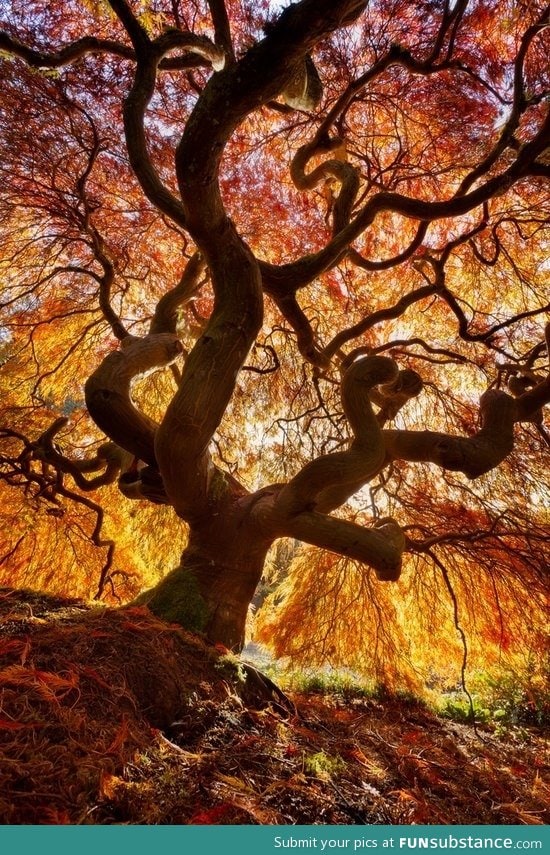 The japanese flame tree