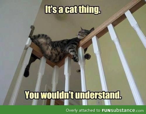 It's a cat thing!