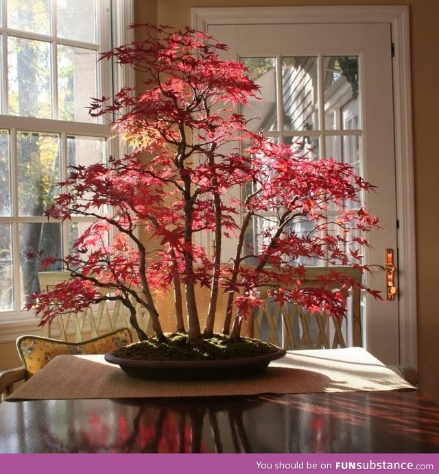 Bonsai maple forest in autumn