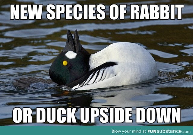 Rabbit or duck?