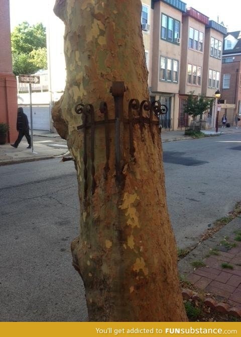 Mildly interesting tree I saw