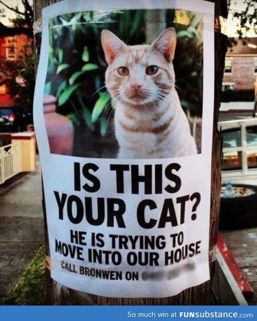 Is this your cat