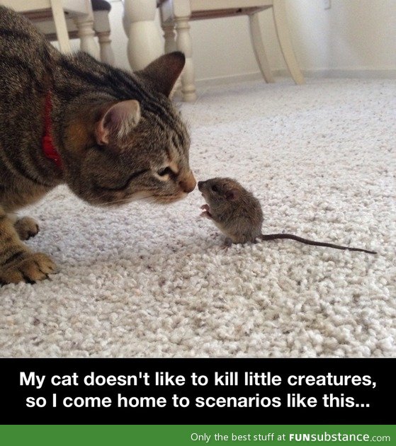 Real life Tom and Jerry