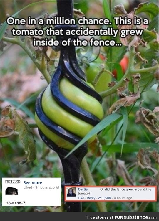 Tomato grew inside of the fence