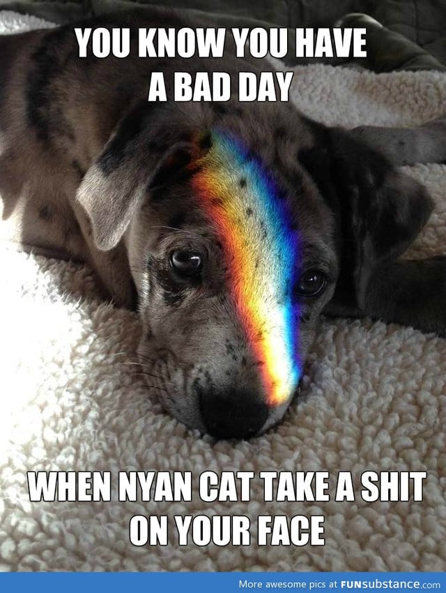 Nyan cat don't like dogs