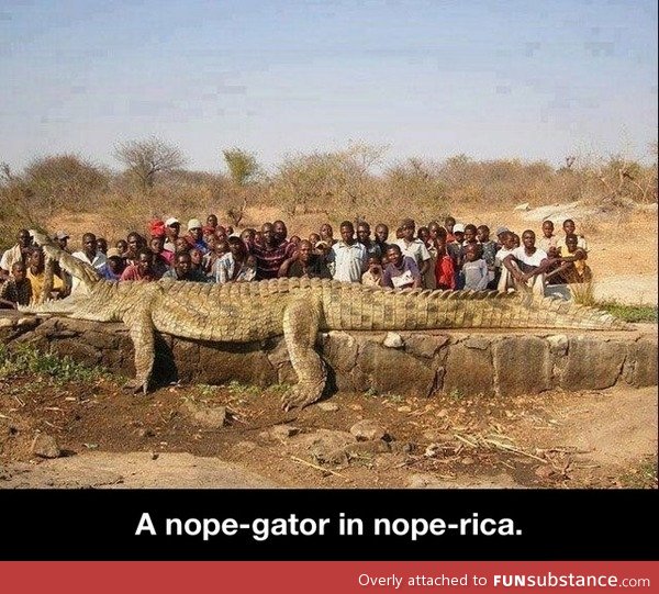 A nope-gator in nope-rica