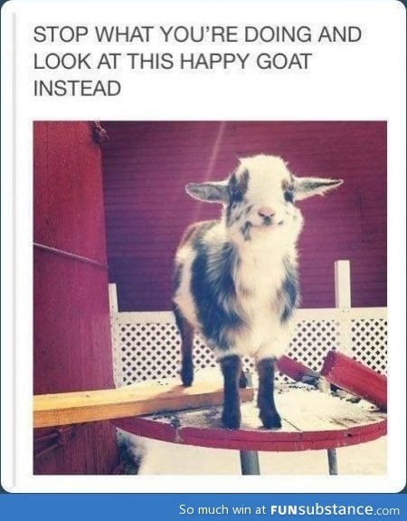 Happy goat