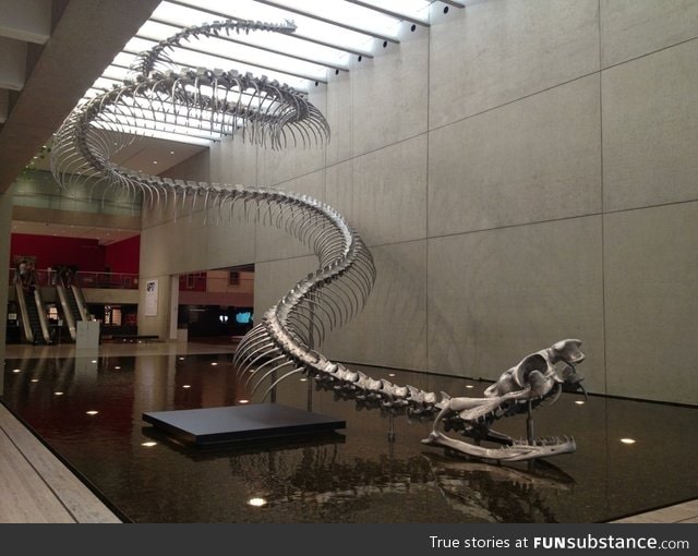 The most frightening thing, is that it existed. The titanoboa