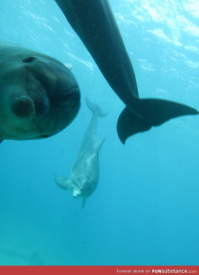 Photobombed by a dolphin as I was taking a picture of another dolphin