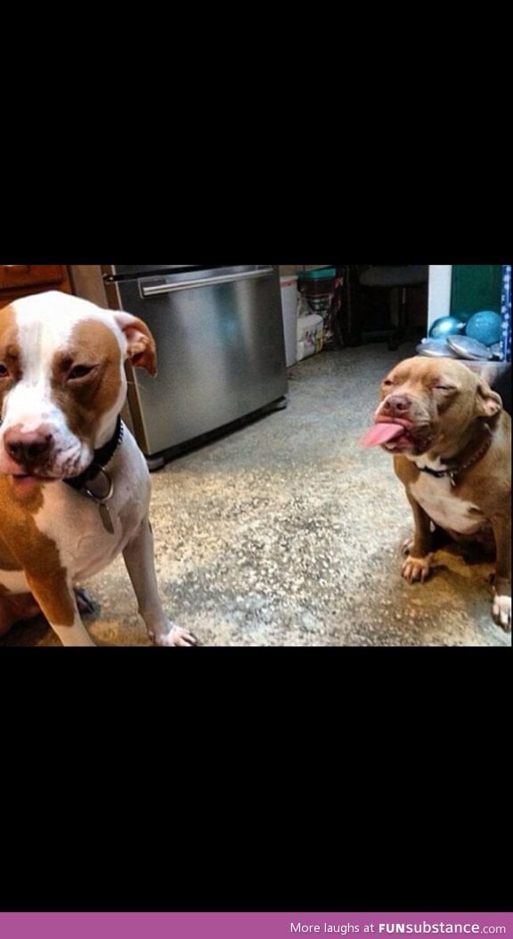 Extreme pitbull fighting