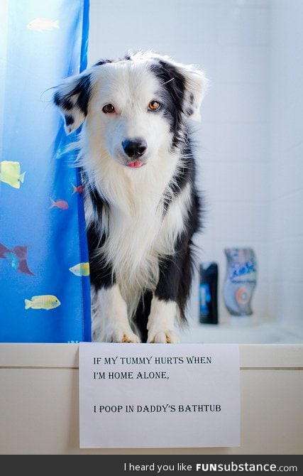 Animal Shaming has become my favorite thing on the internet!