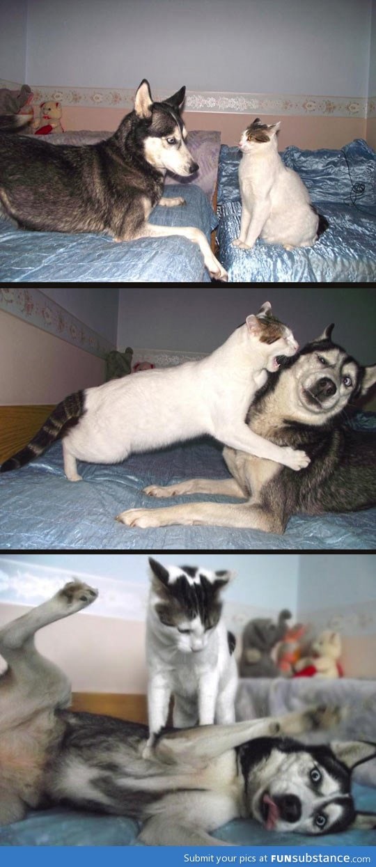 Cat vs. Husky