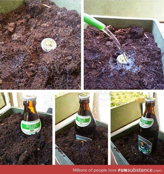 Beer seeds