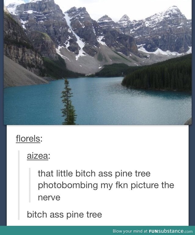 B*tch ass pine tree