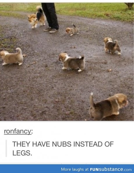 Nubs!