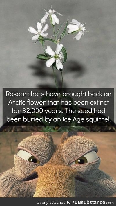 Artic flower