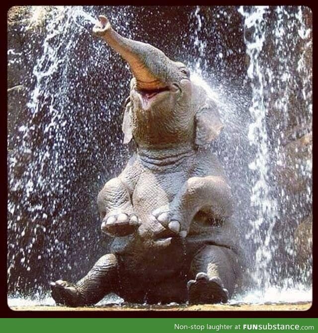 Happy elephant having a bath! Aww!