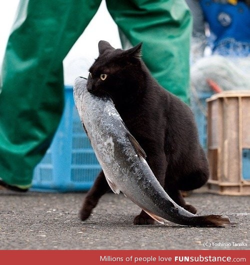 A cat carrying away his prize