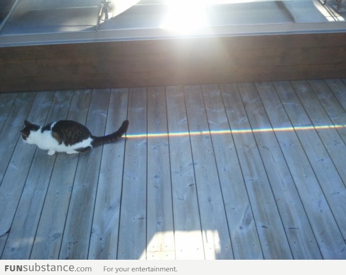 A Wild Nyan Cat Appears