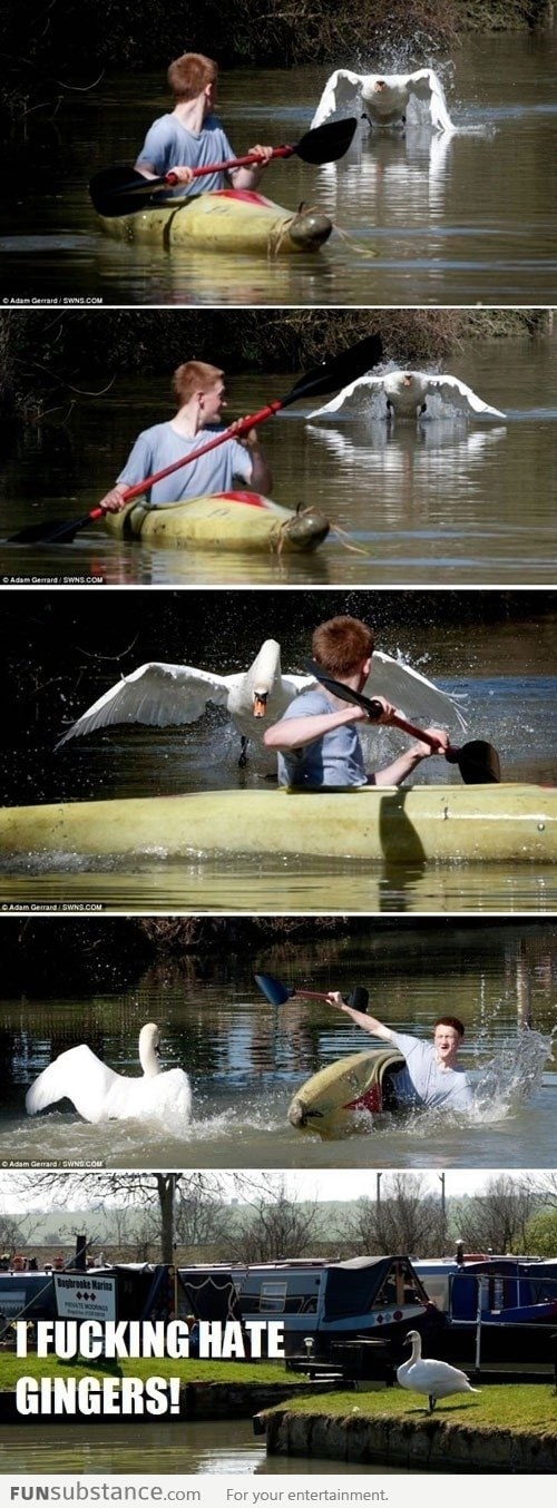 Scumbag swan