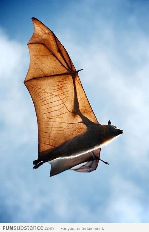 Just a bat flying