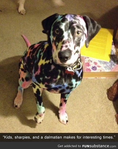 Rainbow dog