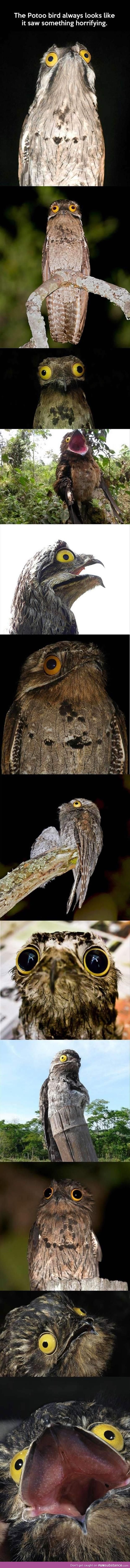 Forever horrified Potoo bird