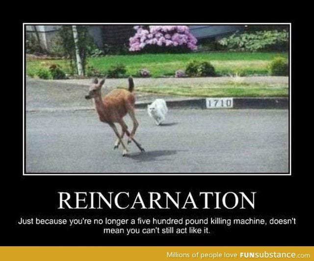 Reincarnation