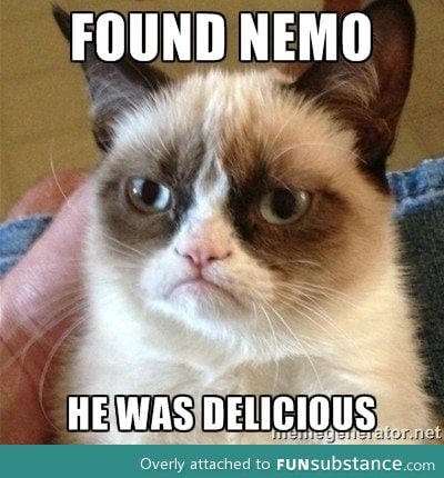 Grumpy cat