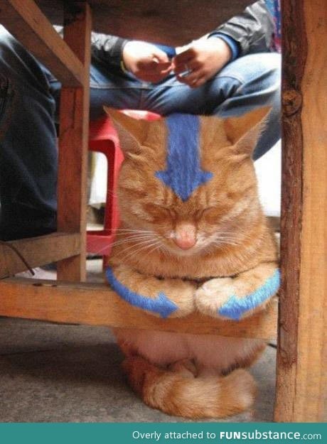 Avatar cat