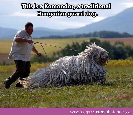 The beautiful komondor