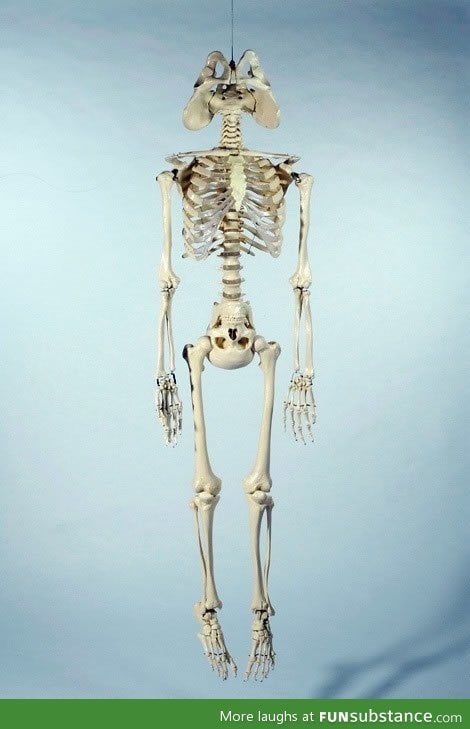 Anatomical diagram of a politician