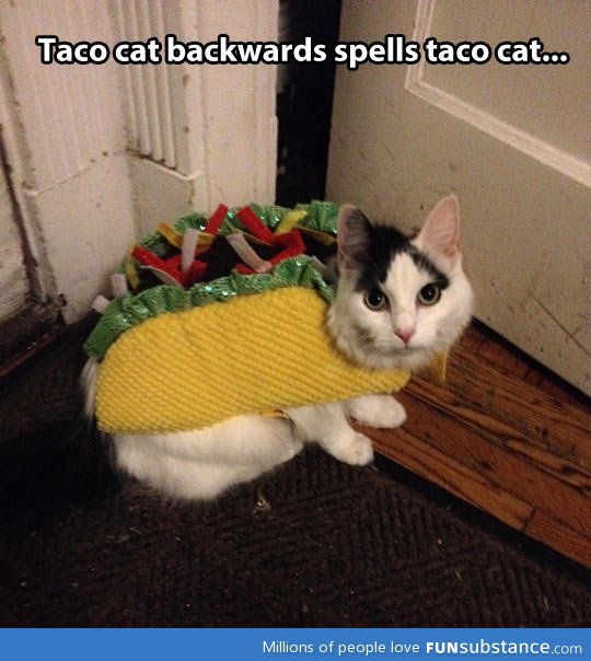 Taco cat