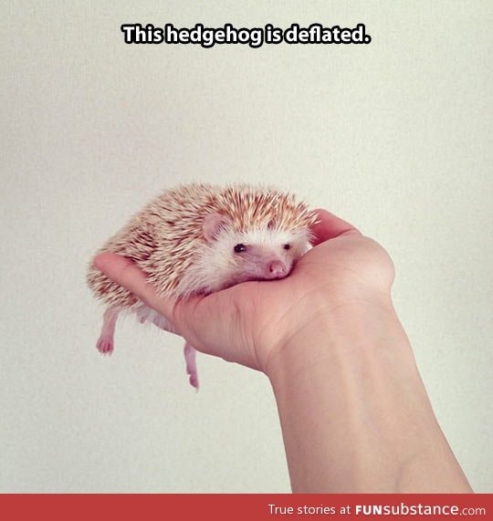 Tired hedgehog