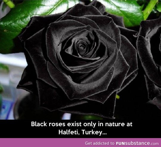 Black roses