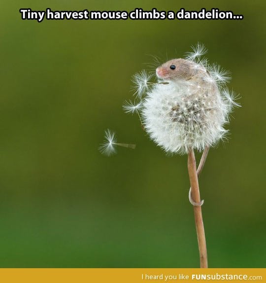 The mouse and the dandelion