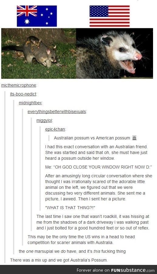 Possums in Australia and US