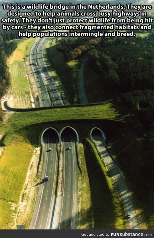 Wildlife bridge in the netherlands