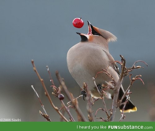 Bird shot at the perfect moment