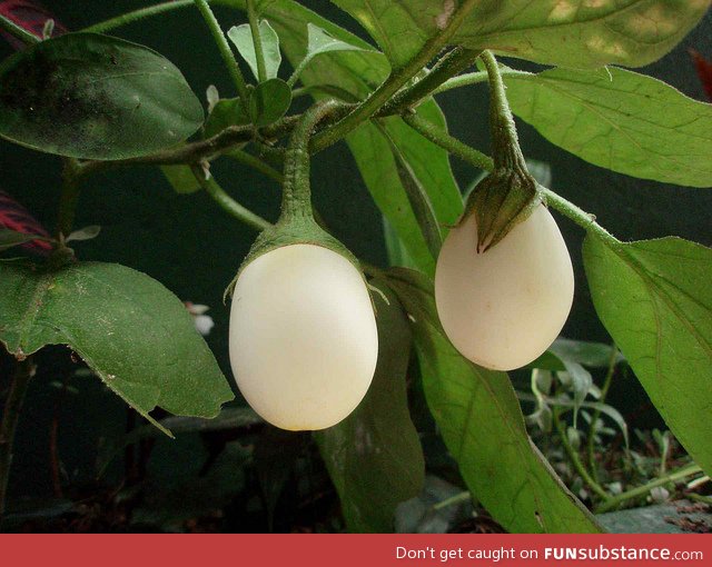 Why Eggplants are called Eggplants