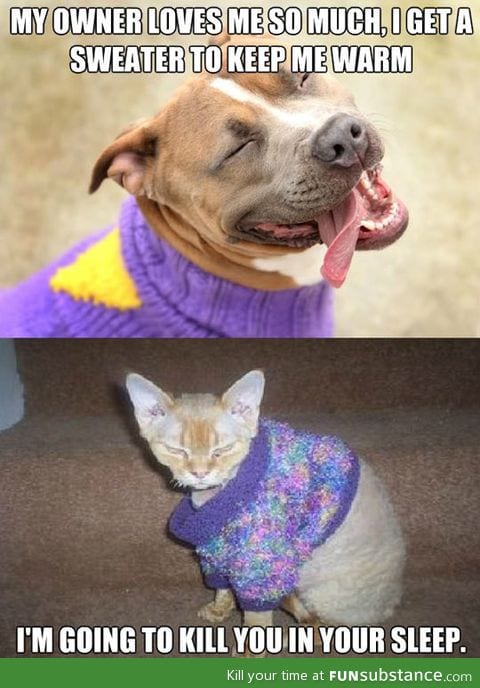 How pets react to sweaters