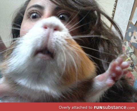 Hamster face